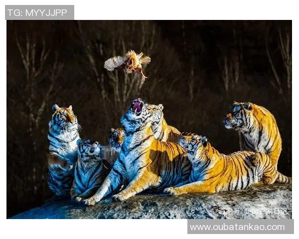 东北虎与飞虎的巅峰对决谁将成为战斗的王者